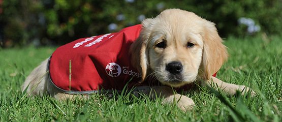 Guide dog puppy Guide dog puppy